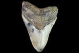 Fossil Megalodon Tooth - North Carolina #109675-1